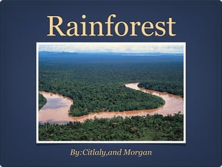 Rainforest

By:Citlaly,and Morgan

 