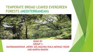 TEMPERATE BROAD LEAVED EVERGREEN
FORESTS (MEDITERRANEAN)
DONE BY
GROUP 3
MAHIMAMANOHAR ,MERIN JOS,MALVIKA SHAJI,MEHNAZ NISAR
AND MARIYA RASION
 