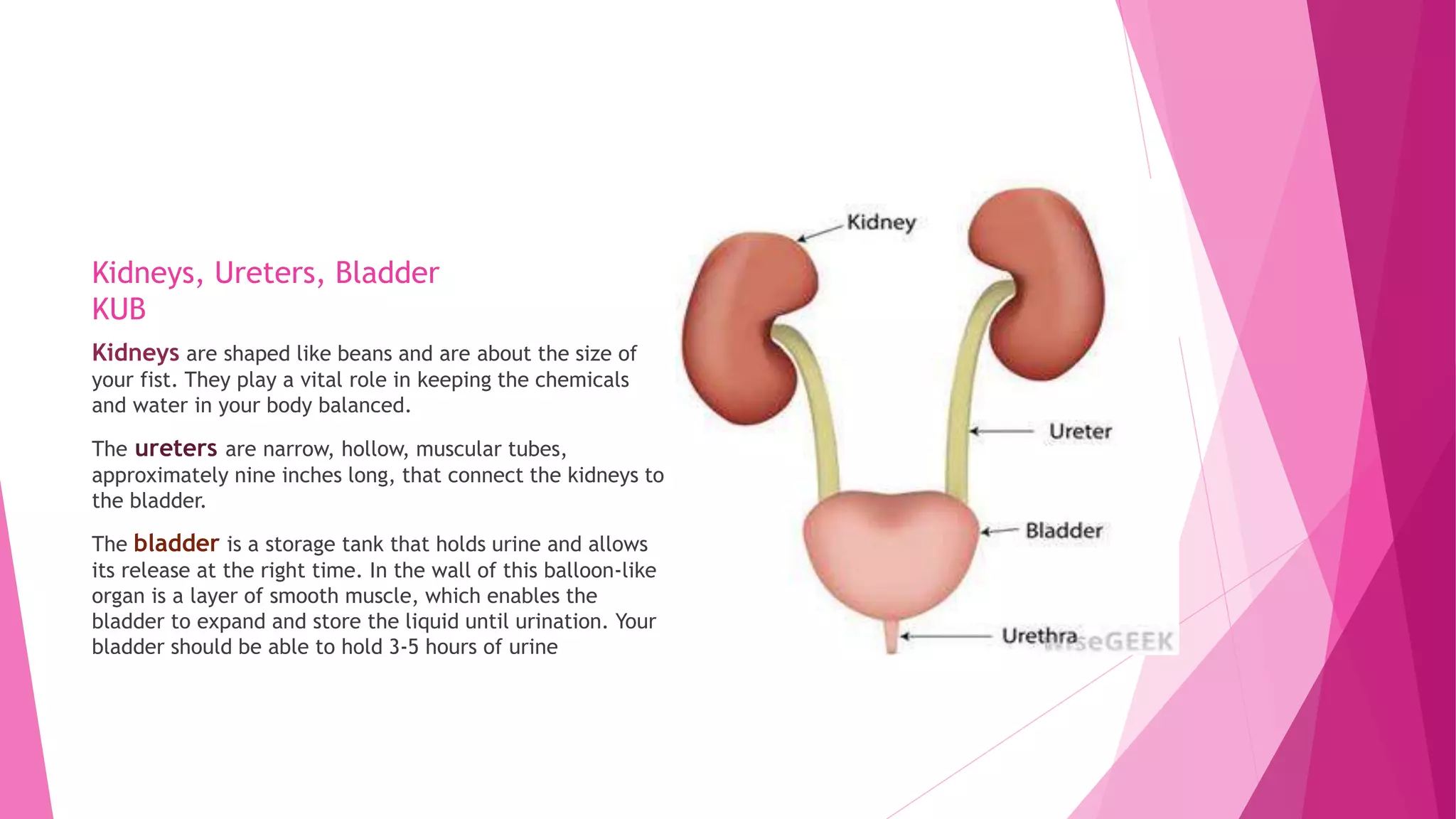 Kidneys, Ureters, Bladder
KUB
Kidneys are shaped like beans and are about the size of
your fist. They play a vital role in keeping the chemicals
and water in your body balanced.
The ureters are narrow, hollow, muscular tubes,
approximately nine inches long, that connect the kidneys to
the bladder.
The bladder is a storage tank that holds urine and allows
its release at the right time. In the wall of this balloon-like
organ is a layer of smooth muscle, which enables the
bladder to expand and store the liquid until urination. Your
bladder should be able to hold 3-5 hours of urine
 