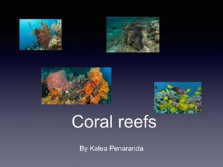 Coral reefs
By Kalea Penaranda
 