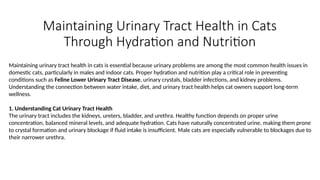 Maintaining Urinary Tract Health in Cats Through Hydration and ...