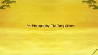 Pet Photography: The Tang Sisters 