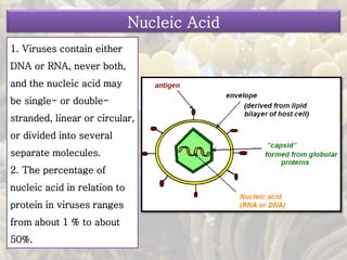 1. Viruses contain either
DNA or RNA, never both,
and the nucleic acid may
be single- or double-
stranded, linear or circular,
or divided into several
separate molecules.
2. The percentage of
nucleic acid in relation to
protein in viruses ranges
from about 1 % to about
50%.
Nucleic Acid
 