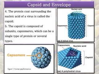4. The protein coat surrounding the
nucleic acid of a virus is called the
capsid.
5. The capsid is composed of
subunits, capsomeres, which can be a
single type of protein or several
types.
Capsid and Envelope
 