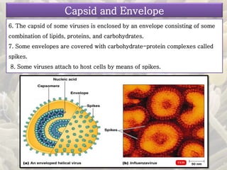 6. The capsid of some viruses is enclosed by an envelope consisting of some
combination of lipids, proteins, and carbohydrates.
7. Some envelopes are covered with carbohydrate-protein complexes called
spikes.
8. Some viruses attach to host cells by means of spikes.
Capsid and Envelope
 