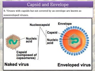 Capsid and Envelope
9. Viruses with capsids but not covered by an envelope are known as
nonenveloped viruses.
 
