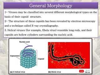 1- Viruses may be classified into several different morphological types on the
basis of their capsid structure.
2- The structure of these capsids has been revealed by electron microscopy
and a technique called X-ray crystallography.
3. Helical viruses (for example, Ebola virus) resemble long rods, and their
capsids are hollow cylinders surrounding the nucleic acid.
General Morphology
 