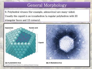 9. Polyhedral viruses (for example, adenovirus) are many-sided.
Usually the capsid is an icosahedron (a regular polyhedron with 20
triangular faces and 12 corners).
General Morphology
 