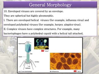 10. Enveloped viruses are covered by an envelope.
They are spherical but highly pleomorphic.
I. There are enveloped helical viruses (for example, influenza virus) and
enveloped polyhedral viruses (for example, herpes simplex virus).
II. Complex viruses have complex structures. For example, many
bacteriophages have a polyhedral capsid with a helical tail attached,
General Morphology
 