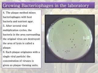 4. The plaque method mixes
bacteriophages with host
bacteria and nutrient agar.
5. After several viral
multiplication cycles, the
bacteria in the area surrounding
the original virus are destroyed;
the area of lysis is called a
plaque.
6. Each plaque originates with a
single viral particle; the
concentration of viruses is
given as plaque-forming units.
Growing Bacteriophages in the laboratory
 