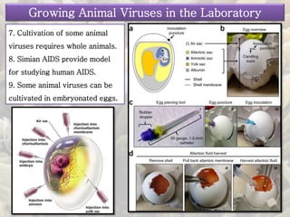 7. Cultivation of some animal
viruses requires whole animals.
8. Simian AIDS provide model
for studying human AIDS.
9. Some animal viruses can be
cultivated in embryonated eggs.
Growing Animal Viruses in the Laboratory
 