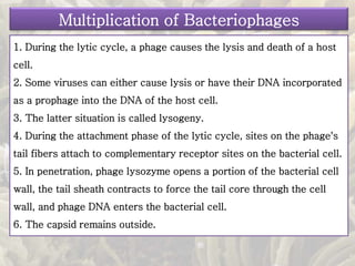 1. During the lytic cycle, a phage causes the lysis and death of a host
cell.
2. Some viruses can either cause lysis or have their DNA incorporated
as a prophage into the DNA of the host cell.
3. The latter situation is called lysogeny.
4. During the attachment phase of the lytic cycle, sites on the phage's
tail fibers attach to complementary receptor sites on the bacterial cell.
5. In penetration, phage lysozyme opens a portion of the bacterial cell
wall, the tail sheath contracts to force the tail core through the cell
wall, and phage DNA enters the bacterial cell.
6. The capsid remains outside.
Multiplication of Bacteriophages
 