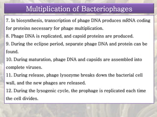 7. In biosynthesis, transcription of phage DNA produces mRNA coding
for proteins necessary for phage multiplication.
8. Phage DNA is replicated, and capsid proteins are produced.
9. During the eclipse period, separate phage DNA and protein can be
found.
10. During maturation, phage DNA and capsids are assembled into
complete viruses.
11. During release, phage lysozyme breaks down the bacterial cell
wall, and the new phages are released.
12. During the lysogenic cycle, the prophage is replicated each time
the cell divides.
Multiplication of Bacteriophages
 