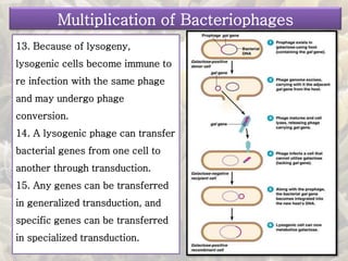 13. Because of lysogeny,
lysogenic cells become immune to
re infection with the same phage
and may undergo phage
conversion.
14. A lysogenic phage can transfer
bacterial genes from one cell to
another through transduction.
15. Any genes can be transferred
in generalized transduction, and
specific genes can be transferred
in specialized transduction.
Multiplication of Bacteriophages
 