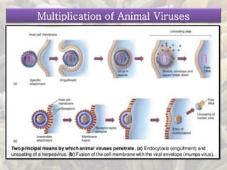 Multiplication of Animal Viruses
 