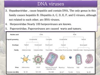 3. Hepadnaviridae , cause hepatitis and contain DNA, The only genus in this
family causes hepatitis B. (Hepatitis A, C, D, E, F, and G viruses, although
not related to each other, arc RNA viruses.
4. Herpesviridae Nearly 100 herpesviruses are known.
5. Papovaviridae, Papovaviruses are caused warts and tumors.
DNA viruses
 