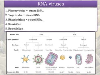 1. Picornaviridae + strand RNA .
2. Togaviridae + strand RNA
3. Rhabdoviridae - strand RNA .
4. Reoviridae .
5. Retroviridae .
RNA viruses
 