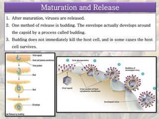 Maturation and Release
1. After maturation, viruses are released.
2. One method of release is budding. The envelope actually develops around
the capsid by a process called budding.
3. Budding does not immediately kill the host cell, and in some cases the host
cell survives.
 