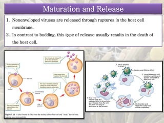 Maturation and Release
1. Nonenveloped viruses are released through ruptures in the host cell
membrane.
2. In contrast to budding, this type of release usually results in the death of
the host cell.
 