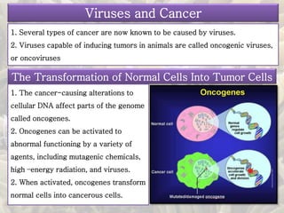 1. Several types of cancer are now known to be caused by viruses.
2. Viruses capable of inducing tumors in animals are called oncogenic viruses,
or oncoviruses
Viruses and Cancer
The Transformation of Normal Cells Into Tumor Cells
1. The cancer-causing alterations to
cellular DNA affect parts of the genome
called oncogenes.
2. Oncogenes can be activated to
abnormal functioning by a variety of
agents, including mutagenic chemicals,
high –energy radiation, and viruses.
2. When activated, oncogenes transform
normal cells into cancerous cells.
 