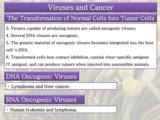 3. Viruses capable of producing tumors are called oncogenic viruses.
4. Several DNA viruses are oncogenic.
5. The genetic material of oncogenic viruses becomes integrated into the host
cell 's DNA.
6. Transformed cells lose contact inhibition, contain virus-specific antigens
(T antigen), and can produce tumors when injected into susceptible animals.
Viruses and Cancer
The Transformation of Normal Cells Into Tumor Cells
RNA Oncogenic Viruses
DNA Oncogenic Viruses
- Lymphoma and liver cancer.
- Human leukemia and lymphoma.
 