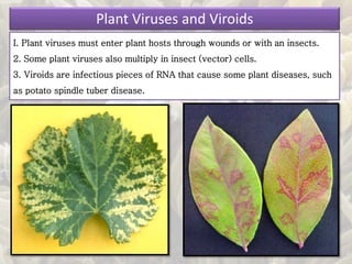 I. Plant viruses must enter plant hosts through wounds or with an insects.
2. Some plant viruses also multiply in insect (vector) cells.
3. Viroids are infectious pieces of RNA that cause some plant diseases, such
as potato spindle tuber disease.
Plant Viruses and Viroids
 