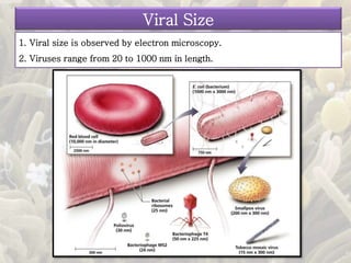 1. Viral size is observed by electron microscopy.
2. Viruses range from 20 to 1000 nm in length.
Viral Size
 