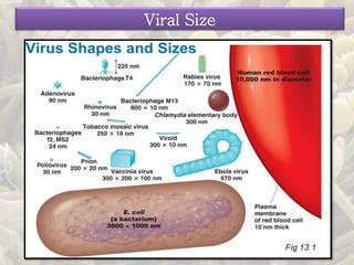 Viral Size
 