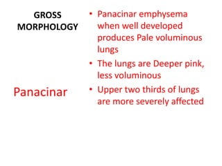 GROSS
MORPHOLOGY
• Panacinar emphysema
when well developed
produces Pale voluminous
lungs
• The lungs are Deeper pink,
less voluminous
• Upper two thirds of lungs
are more severely affected
Panacinar
 