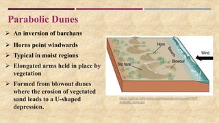 Parabolic Dunes
 An inversion of barchans
 Horns point windwards
 Typical in moist regions
 Elongated arms held in place by
vegetation
 Formed from blowout dunes
where the erosion of vegetated
sand leads to a U-shaped
depression.
https://upload.wikimedia.org/wikipedia/commons/0/09/P
arabolic_dune.jpg
 