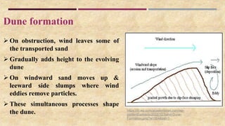 Dune formation
 On obstruction, wind leaves some of
the transported sand
 Gradually adds height to the evolving
dune
 On windward sand moves up &
leeward side slumps where wind
eddies remove particles.
 These simultaneous processes shape
the dune. https://i0.wp.com/academistan.com/wp-
content/uploads/2022/12/Sand-Dune-
Formation.png?w=564&ssl=1
 