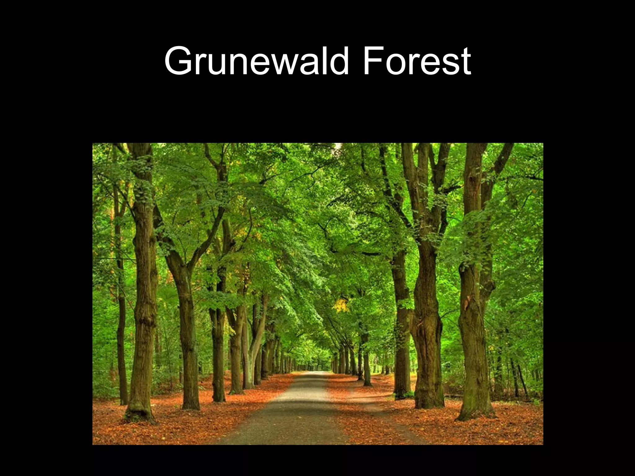 Grunewald Forest
 