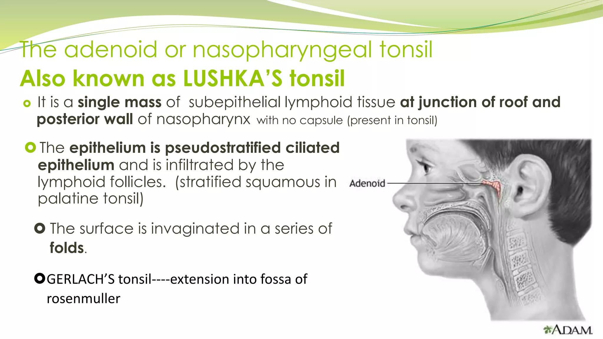 The adenoid or nasopharyngeal tonsil
Also known as LUSHKA’S tonsil
It is a single mass of subepithelial lymphoid tissue at junction of roof and
posterior wall of nasopharynx with no capsule (present in tonsil)
 The surface is invaginated in a series of
folds.
GERLACH’S tonsil----extension into fossa of
rosenmuller
 The epithelium is pseudostratified ciliated
epithelium and is infiltrated by the
lymphoid follicles. (stratified squamous in
palatine tonsil)
 