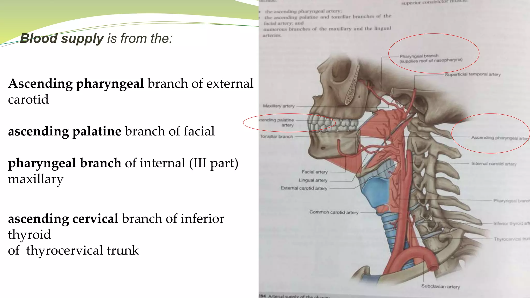 Blood supply is from the:
Ascending pharyngeal branch of external
carotid
ascending palatine branch of facial
pharyngeal branch of internal (III part)
maxillary
ascending cervical branch of inferior
thyroid
of thyrocervical trunk
 