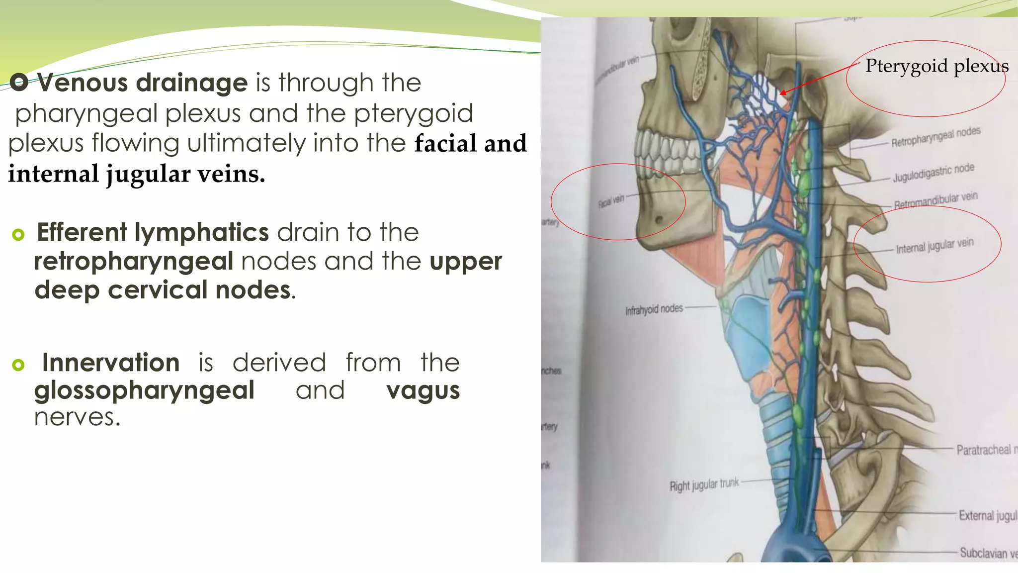  Venous drainage is through the
pharyngeal plexus and the pterygoid
plexus flowing ultimately into the facial and
internal jugular veins.
 Innervation is derived from the
glossopharyngeal and vagus
nerves.
Efferent lymphatics drain to the
retropharyngeal nodes and the upper
deep cervical nodes.
Pterygoid plexus
 