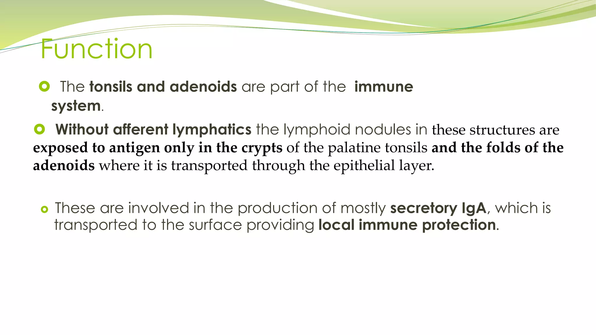 Function
The tonsils and adenoids are part of the immune
system.
Without afferent lymphatics the lymphoid nodules in these structures are
exposed to antigen only in the crypts of the palatine tonsils and the folds of the
adenoids where it is transported through the epithelial layer.
These are involved in the production of mostly secretory IgA, which is
transported to the surface providing local immune protection.
 