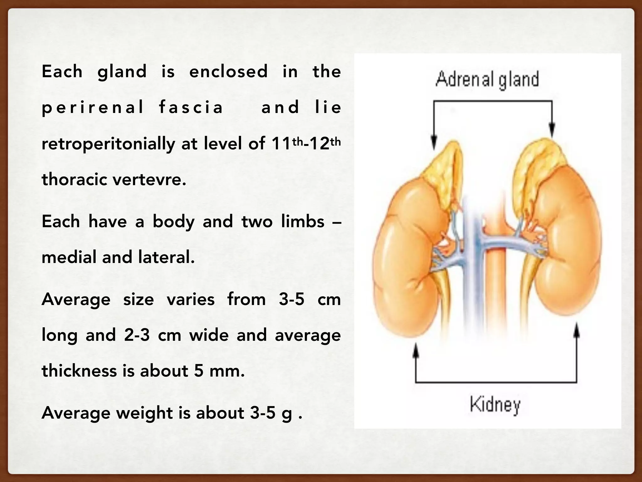 Each gland is enclosed in the
p e r i r e n a l f a s c i a a n d l i e
retroperitonially at level of 11th-12th
thoracic vertevre.
Each have a body and two limbs –
medial and lateral.
Average size varies from 3-5 cm
long and 2-3 cm wide and average
thickness is about 5 mm.
Average weight is about 3-5 g .
 