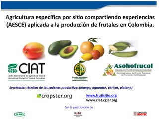 Agricultura específica por sitio compartiendo experiencias
(AESCE) aplicada a la producción de frutales en Colombia.




 Secretarias técnicas de las cadenas productivas (mango, aguacate, cítricos, plátano)

                                                        www.frutisitio.org
                                                        www.ciat.cgiar.org
                                      Con la participación de :
 