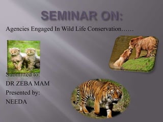 Agencies Engaged In Wild Life Conservation……
Submitted to:
DR ZEBA MAM
Presented by:
NEEDA
 