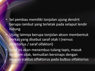 • Sel pembau memiliki tonjolan ujung dendrit
berupa rambut yang terletak pada selaput lendir
hidung
• Ujung lainnya berupa tonjolan akson membentuk
berkas yang disebut saraf otak I (nervus
olfaktorius / saraf olfaktori)
• Saraf ini akan menembus tulang tapis, masuk
kedalam otak, kemudian bersinaps dengan
neuron traktus olfaktorus pada bulbus olfaktorius

 