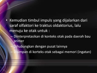 • Kemudian timbul impuls yang dijalarkan dari
saraf olfaktori ke traktus oldaktorius, lalu
menuju ke otak untuk :
– Diinterpretasikan di konteks otak pada daerah bau
primer
– Dihubungkan dengan pusat lainnya
– Disimpan di korteks otak sebagai memori (ingatan)

 