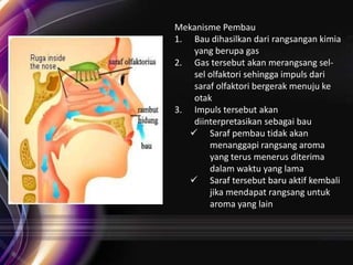 Mekanisme Pembau
1. Bau dihasilkan dari rangsangan kimia
yang berupa gas
2. Gas tersebut akan merangsang selsel olfaktori sehingga impuls dari
saraf olfaktori bergerak menuju ke
otak
3. Impuls tersebut akan
diinterpretasikan sebagai bau
 Saraf pembau tidak akan
menanggapi rangsang aroma
yang terus menerus diterima
dalam waktu yang lama
 Saraf tersebut baru aktif kembali
jika mendapat rangsang untuk
aroma yang lain

 