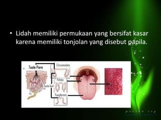 • Lidah memiliki permukaan yang bersifat kasar
karena memiliki tonjolan yang disebut papila.

 