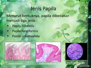 Jenis Papila
Menurut bentuknya, papila dibedakan
menjadi tiga jenis :
 Papila filiformis
 Papila fungiformis
 Papila sirkumvalata

Papila filiformis

Papila fungiformis

Papila sirkumvalata

 