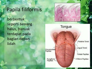 Papila filiformis
berbentuk
seperti benang
halus, banyak
terdapat pada
bagian depan
lidah

 