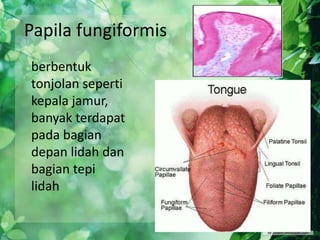 Papila fungiformis
berbentuk
tonjolan seperti
kepala jamur,
banyak terdapat
pada bagian
depan lidah dan
bagian tepi
lidah

 