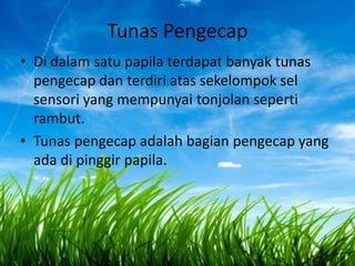 Tunas Pengecap
• Di dalam satu papila terdapat banyak tunas
pengecap dan terdiri atas sekelompok sel
sensori yang mempunyai tonjolan seperti
rambut.
• Tunas pengecap adalah bagian pengecap yang
ada di pinggir papila.

 