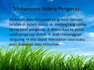 Mekanisme Indera Pengecap
Makanan atau minuman yang telah berupa
larutan di dalam mulut → merangsang ujungujung saraf pengecap → diteruskan ke pusat
saraf pengecap diotak → otak menanggapi
rangsang → kita dapat merasakan rasa suatu
jenis makanan atau minuman

 