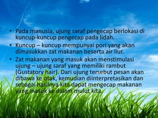• Pada manusia, ujung saraf pengecap berlokasi di
kuncup-kuncup pengecap pada lidah.
• Kuncup – kuncup mempunyai pori yang akan
dimasukkan zat makanan beserta air liur.
• Zat makanan yang masuk akan menstimulasi
ujung – ujung saraf yang memiliki rambut
(Gustatory hair). Dari ujung tersebut pesan akan
dibawa ke otak, kemudian diinterpretasikan dan
sebagai hasilnya kita dapat mengecap makanan
yang masuk ke dalam mulut kita.

 