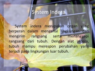 System Indera
System indera merupakan organ yang
berperan dalam mengenal lingkungan dan
mengirim rangsang serta menanggapi
rangsang dari tubuh. Dengan alat indera,
tubuh mampu merespon perubahan yang
terjadi pada lingkungan luar tubuh.

 